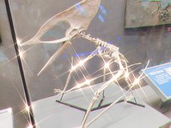 -贝林大翅鲸简餐厅(国家海洋博物馆店)