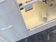 -小猫来了·猫舍(红山六九七九店)