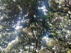-黄埔荔枝公园