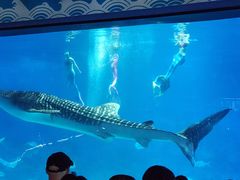 -烟台海昌鲸鲨海洋公园