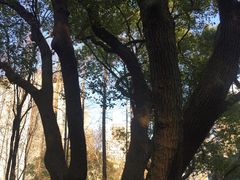 -徐家汇源景区-衡山公园