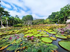 -中国科学院西双版纳热带植物园