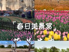 -荷兰花海