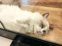 -袖虎·猫馆(体育西路店)