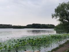 -丁香湖公园