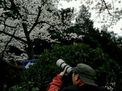 -武汉大学-樱园