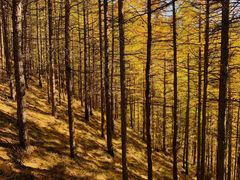 -苏木山森林公园