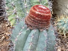 -国家植物园南园