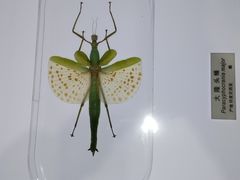 -上海昆虫博物馆