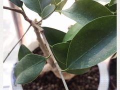 -苏浙汇(朝外店)