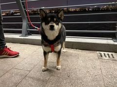 -柴务处·柴犬主题狗咖