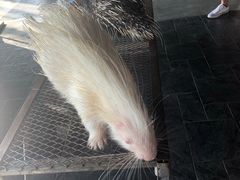 -清迈夜间动物园