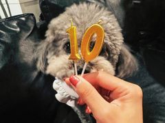 -百好乐宠物友好餐厅(朝外大街店)