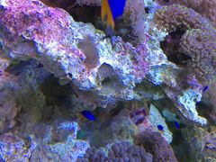 -汉堡王(海昌海洋公园店)