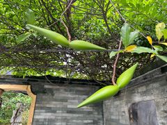 -广州神农草堂中医药博物馆