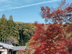 -西芳寺(苔寺)