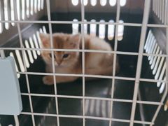 -瑞鹏宠物医院·骨科·猫科·内科(第一中心)
