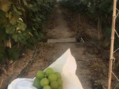 -马陆小张葡萄园农家乐