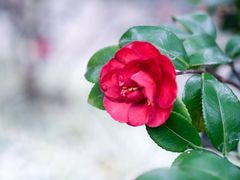 -南山植物园