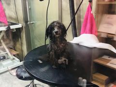 -PETKIT小佩宠物(昭化店)