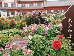 -曹州百花园
