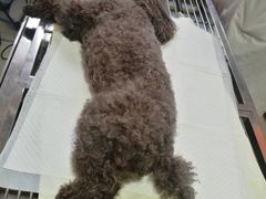 -瑞派福兴宠物医院犬猫全科·骨科·中西医结合(河东店)