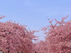 -上海辰山植物园