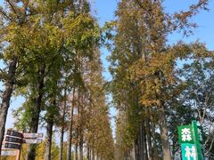 -黄海国家森林公园