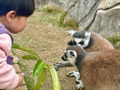 -灵玲国际马戏城