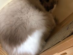 -猫和宫(六道口店)