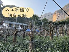 -雁荡山大龙湫景区
