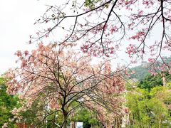 -东部华侨城