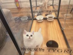 -袖虎·猫馆(体育西路店)