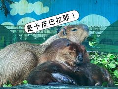 -广州长隆野生动物世界