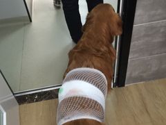 -美联众合宠物医院·爱萌分院·内外科·猫科中心