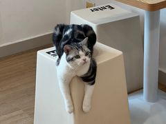 -有喵·猫咖·狗咖·30几只猫10只小狗(岗厦店)