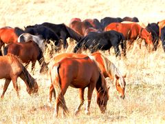 -乌兰布统景区-白桦林