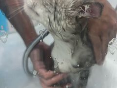 -瑞派天宁宠物医院·猫科·异宠中心