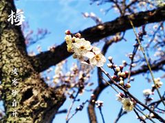 -梅花山(明孝陵内)