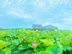 -陈家山荷花公园