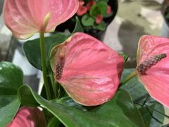 -何兮花店·气球派对鲜花店(马桥银春路万科城店)