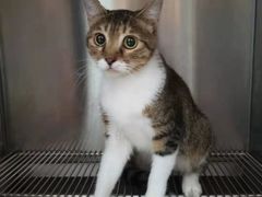 -嘉馨宠物医院·CT影像转诊·心脏科·犬猫全科诊疗中心(下沙大学城院区)