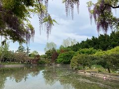 -嘉定紫藤园