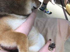 -逗柴咖啡屋·狗咖猫咖宠物桌游