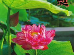 -莲花池公园
