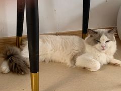 -猫在这儿猫咪咖啡馆·撸猫馆