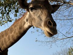 -大连森林动物园