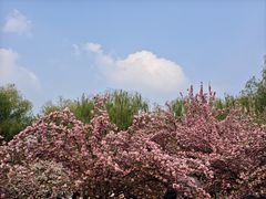 -莲花池公园