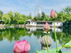 -无锡蠡湖国家湿地公园-蠡园