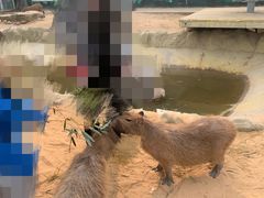 -西霞口神雕山野生动物世界